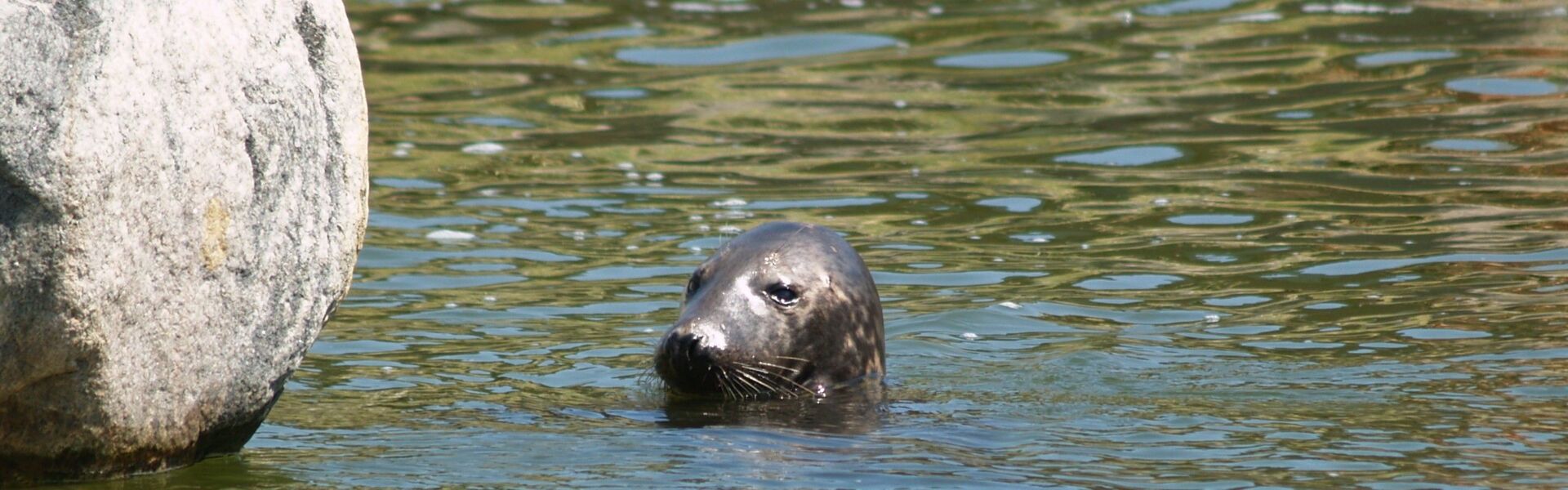 Seehund, hebt Kopf aus dem Wasser
