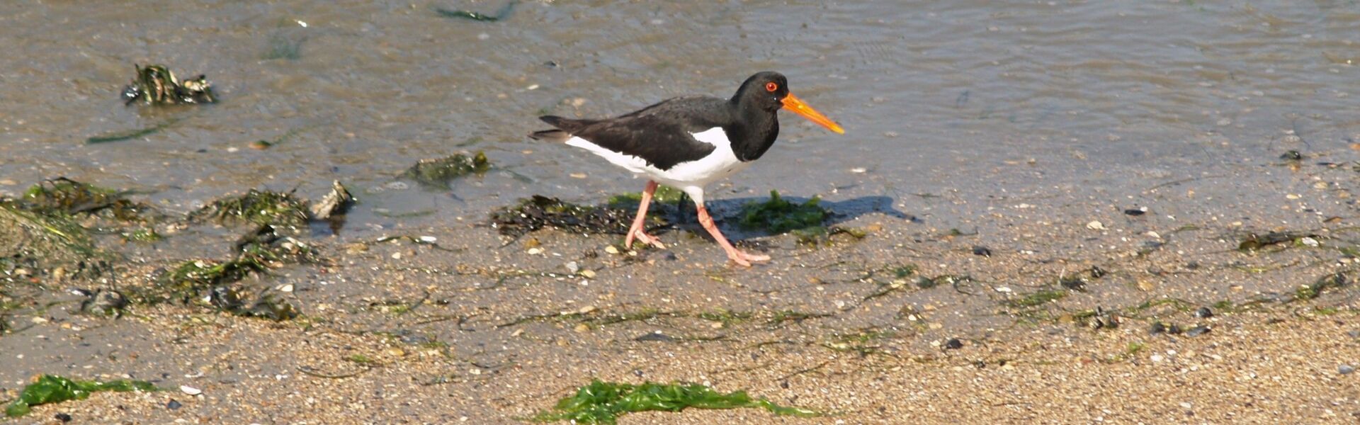 Austernfischer am Strand