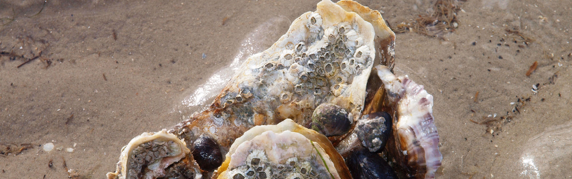 Seepocken auf einem Stein